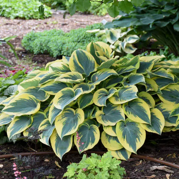 Hosta First Frost