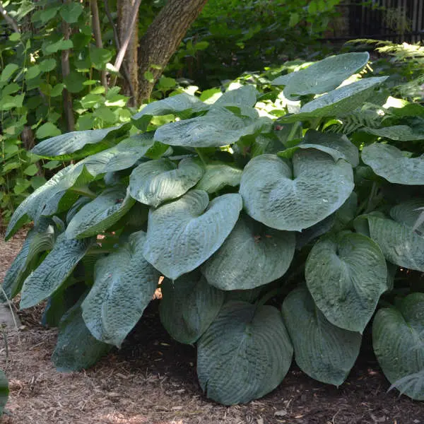 Hosta Elegans