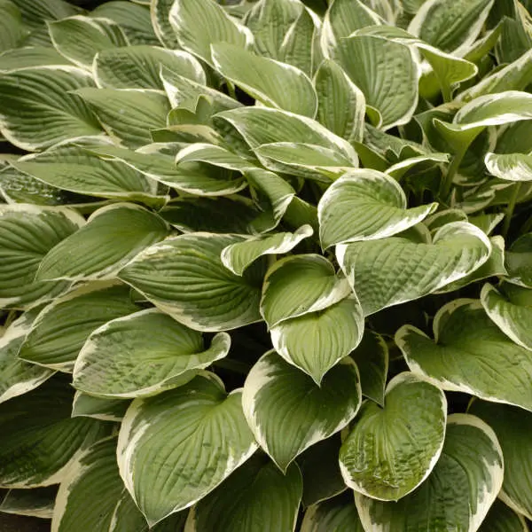 Hosta Francee
