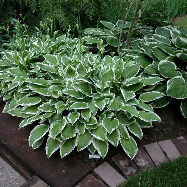 Hosta Ginko Craig