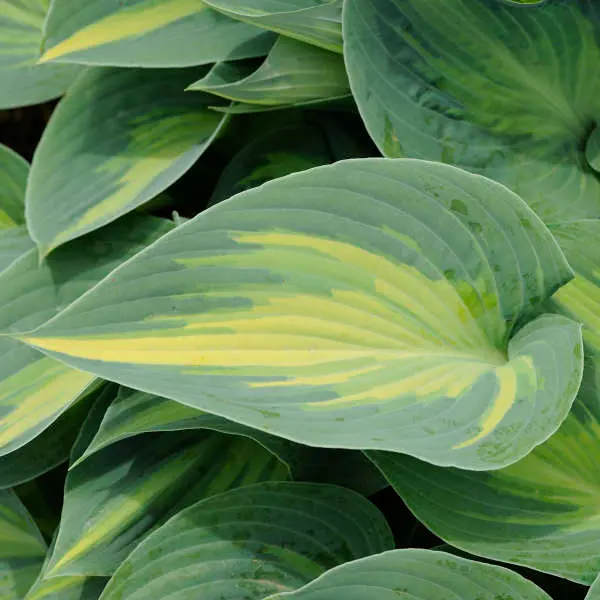 Hosta June