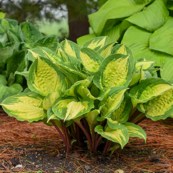 Hosta Island Breeze
