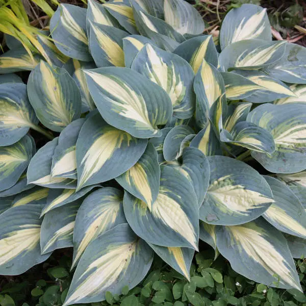 Hosta High Society