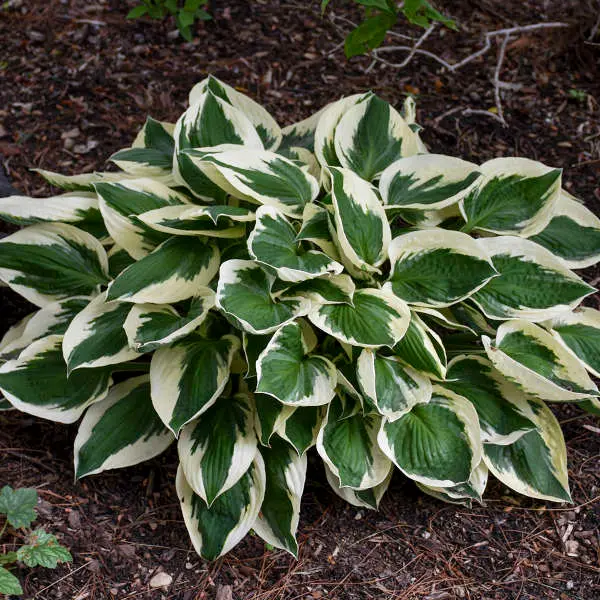 Hosta Patriot