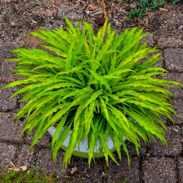 Hosta Party Streamers