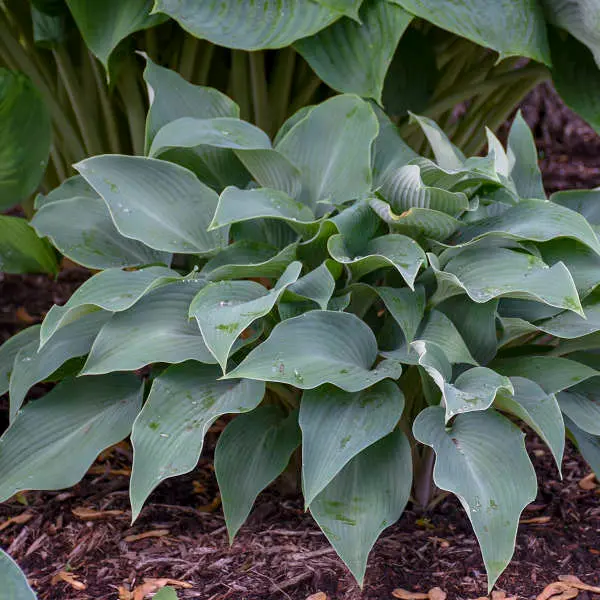 Hosta Halcyon