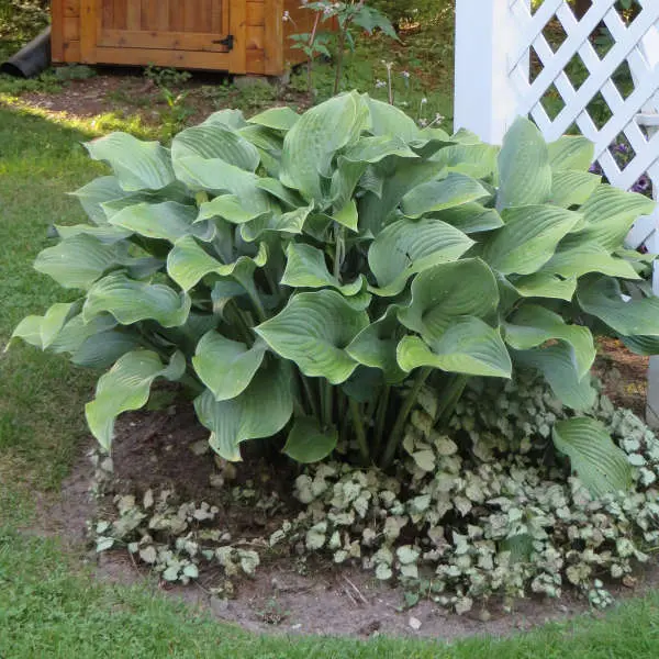 Hosta Krossa Regal