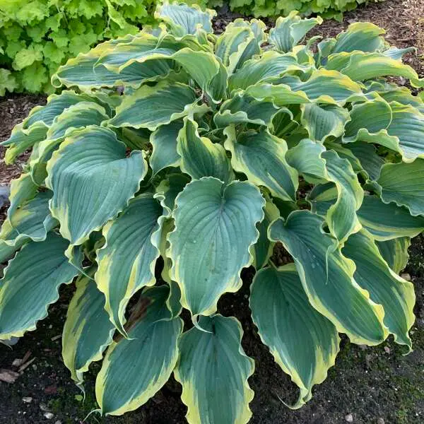 Hosta Voices in the Wind