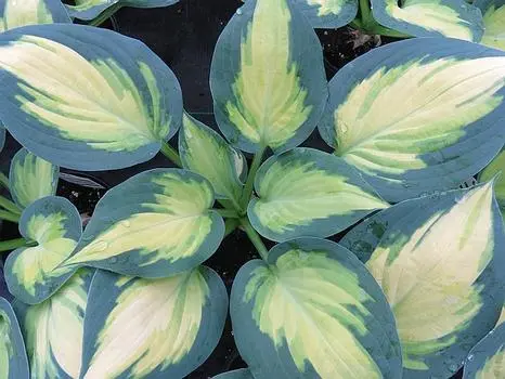 Hosta Forbidden Fruit