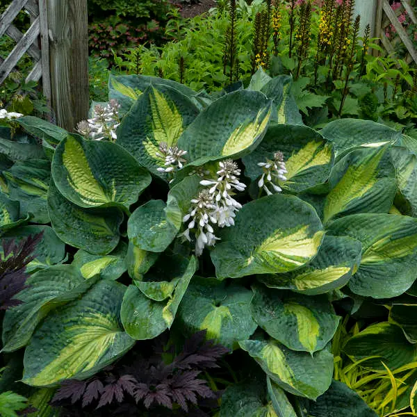 Hosta Hudson Bay