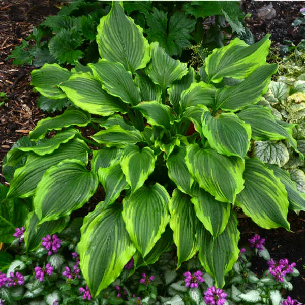 Hosta One Last Dance