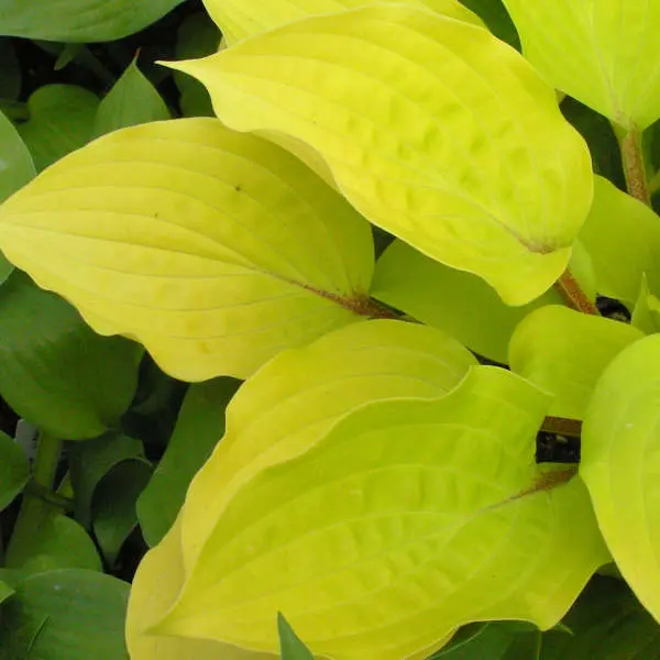 Hosta Fire Island