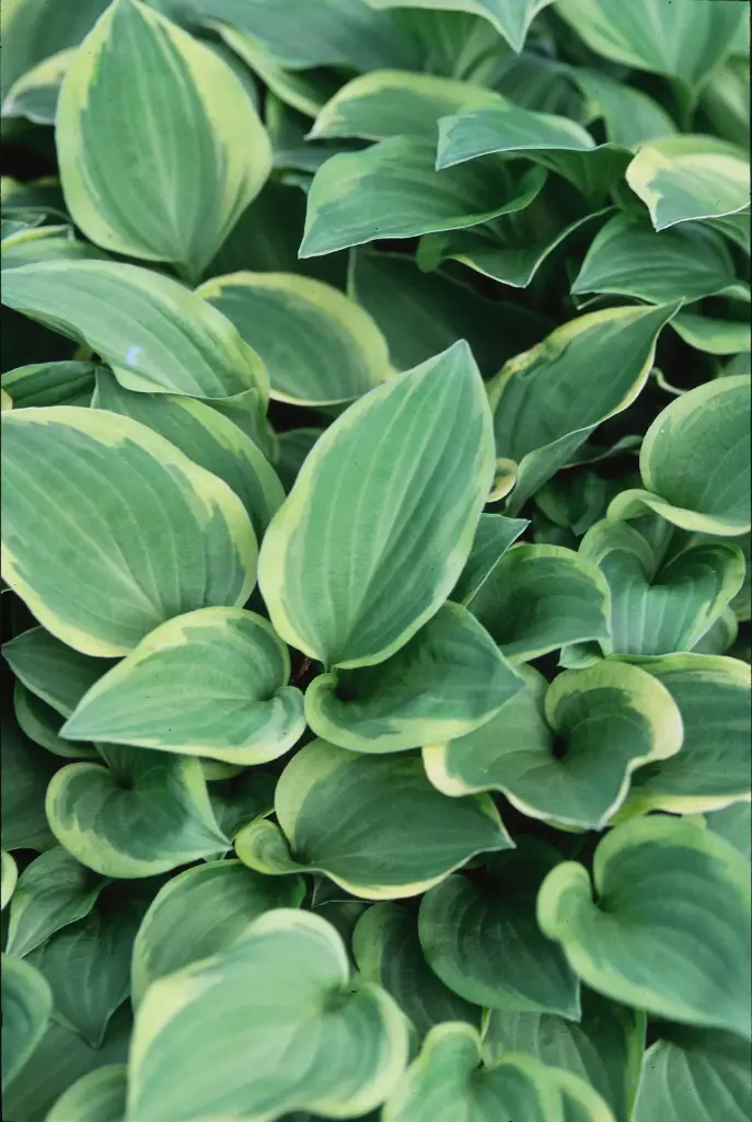 Hosta Golden Tiara