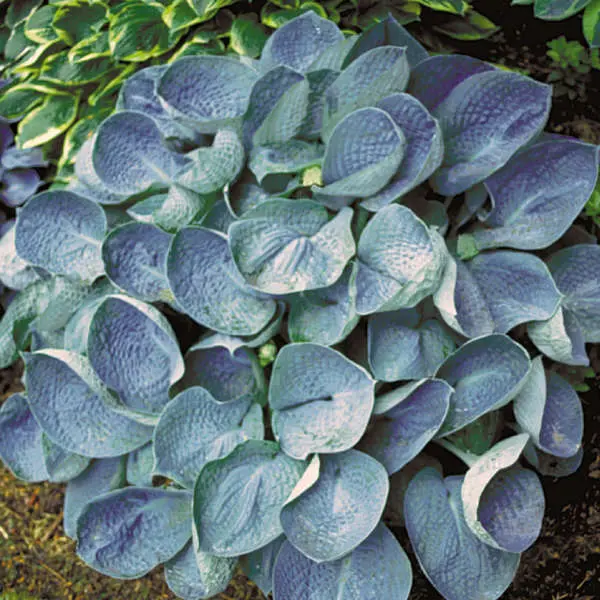 Hosta Love Pat