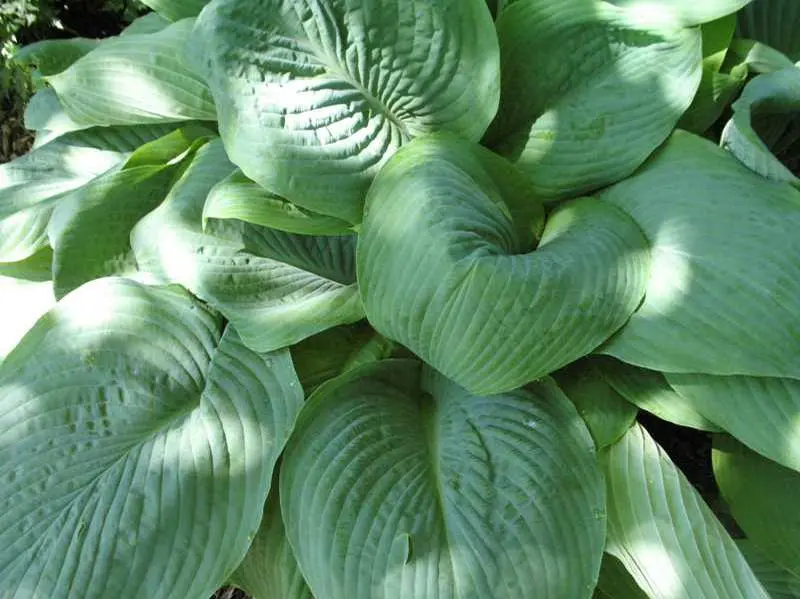 Hosta Blue Mammoth