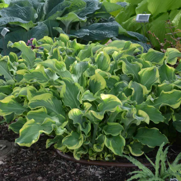 Hosta Whee!