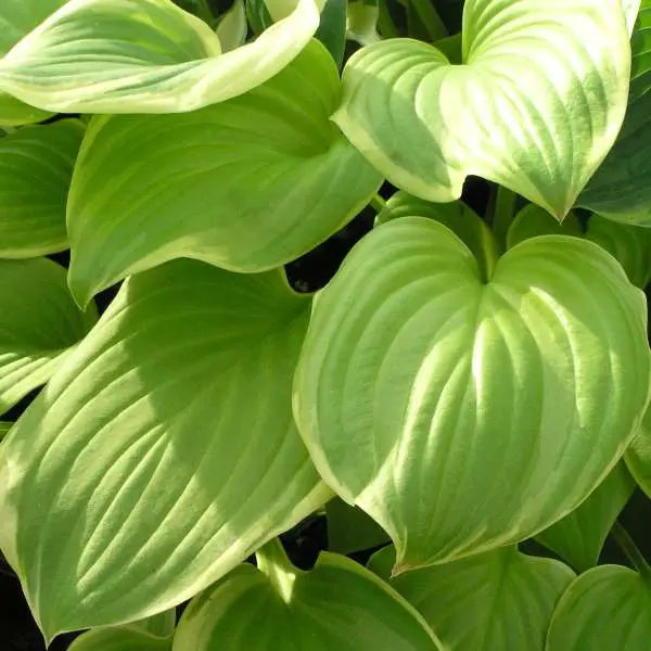 Hosta Fragrant Bouquet