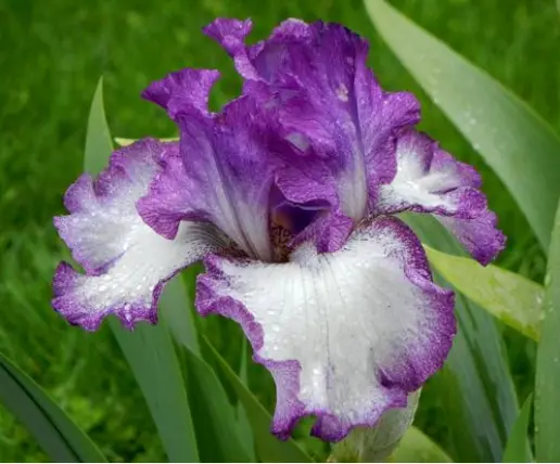 Iris Mariposa Autumn