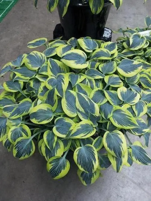 Hosta Ben Vernooij