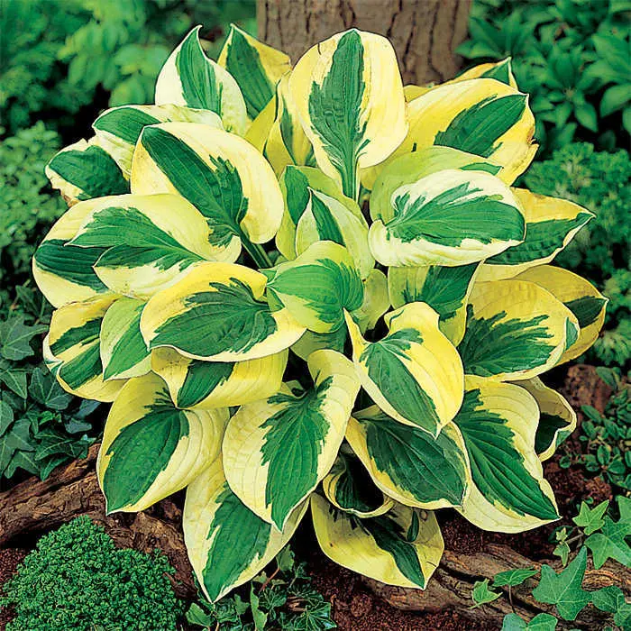 Hosta Brim Cup