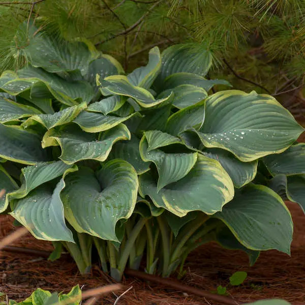 Hosta Regal Splendor