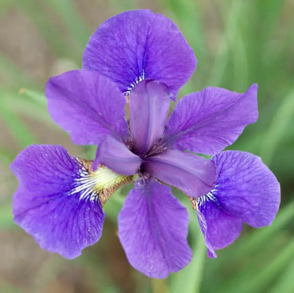 Iris Siberian Caesars Brother