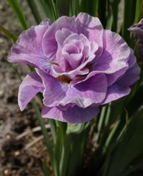 Iris Siberian Pink Parfait