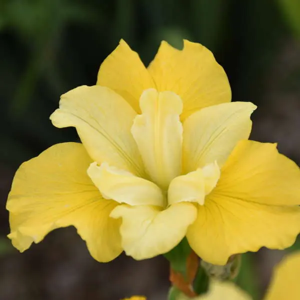 Iris Siberian Sunfisher