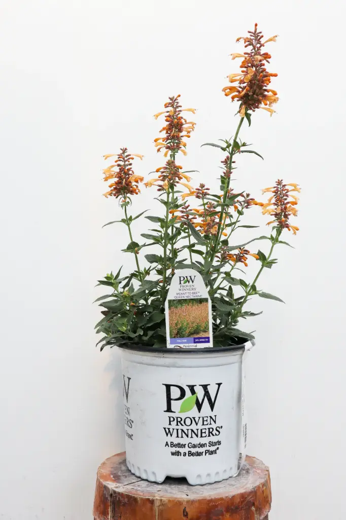 Hyssop Queen Nectarine