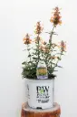 Hyssop Queen Nectarine