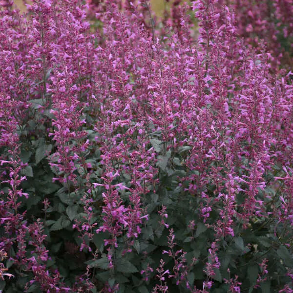 Hyssop Royal Raspberry