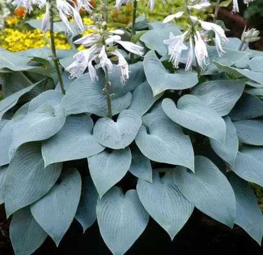 Hosta Bulletproof