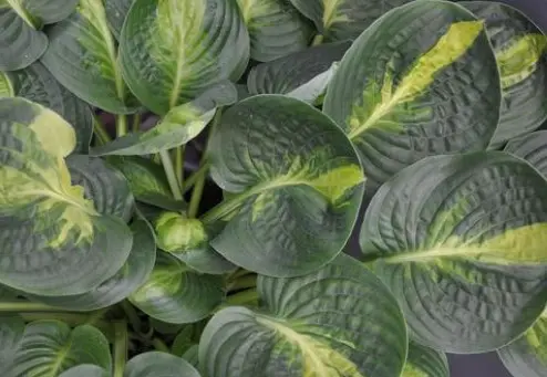 Hosta Warwick Comet