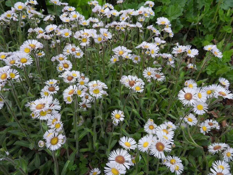 Erigeron Lynnhaven Carpet