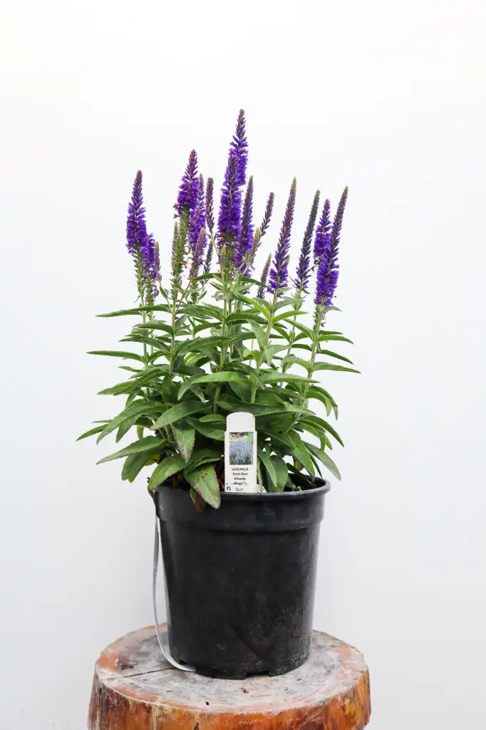 Speedwell Moody Blues Dark Blue