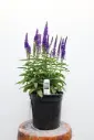 Speedwell Moody Blues Dark Blue