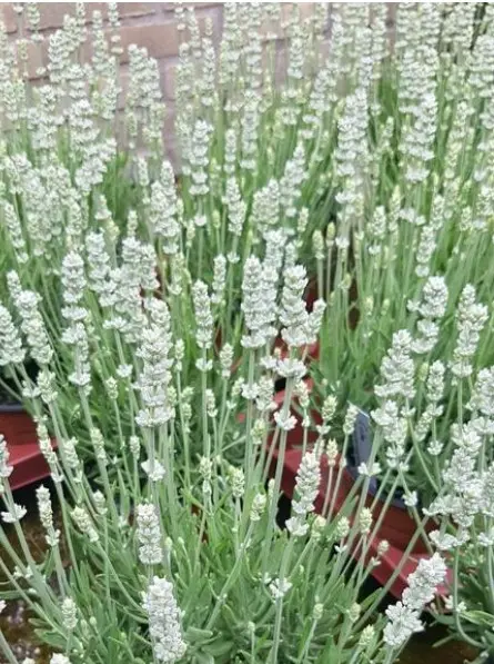 Lavender Big Time White