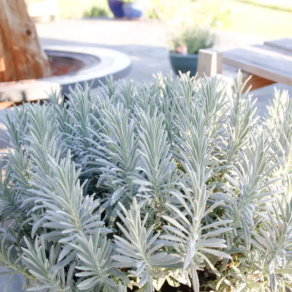 Lavender Sensational