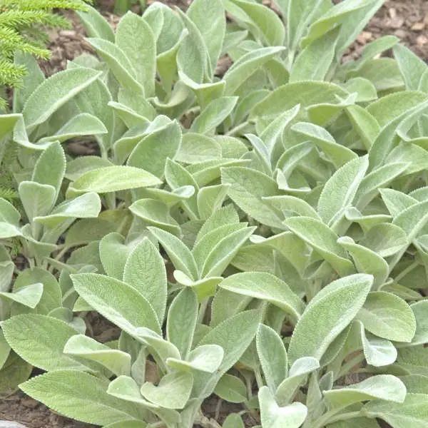 Lamb's Ear Helene von Stein
