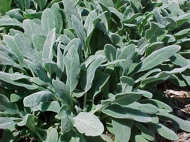 Lamb's Ear Silver Carpet