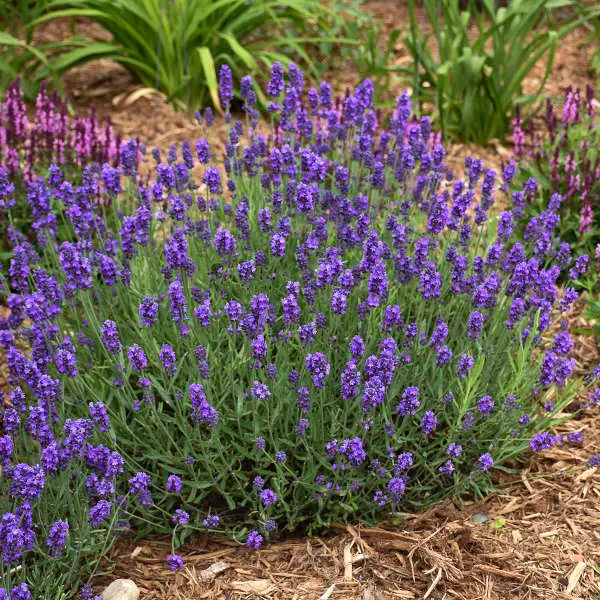 Lavender Sweet Romance