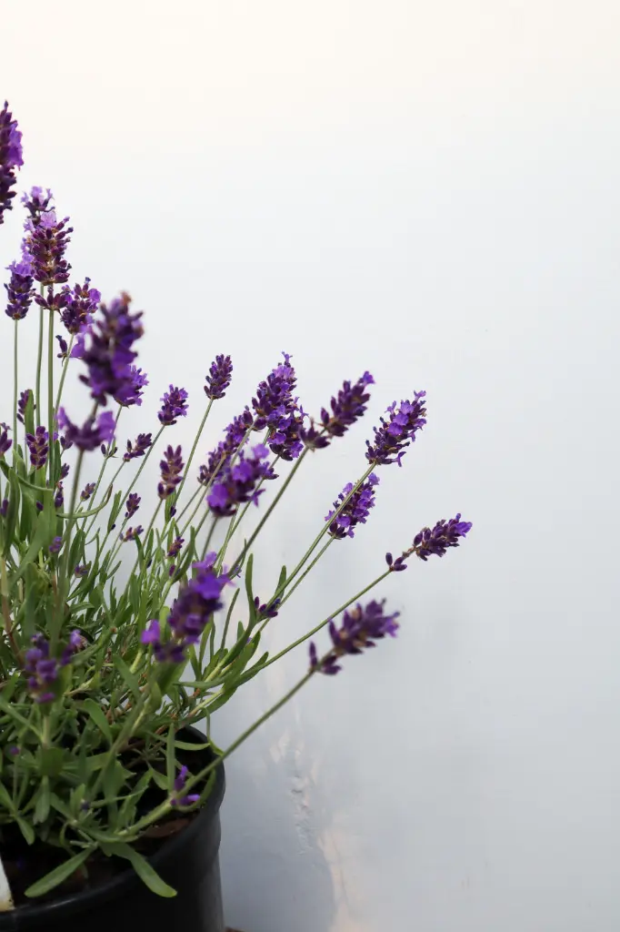 Lavender SuperBlue