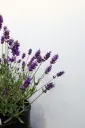 Lavender SuperBlue