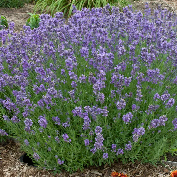 Lavender English Munstead