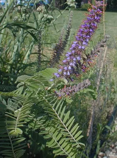 Lead Plant - Native