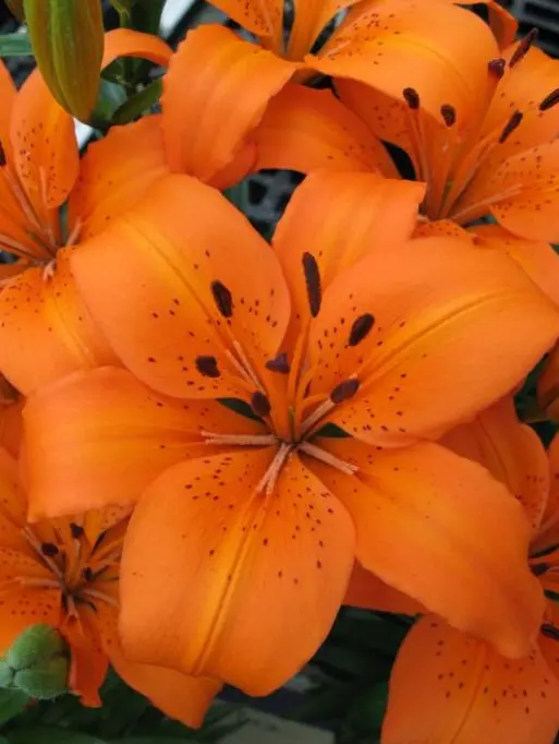 Lily Asiatic Tiny Dino