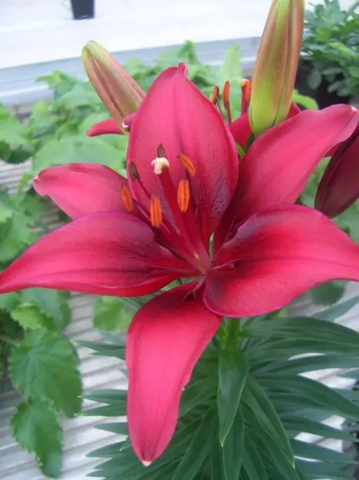 Lily Asiatic Tiny Ghost