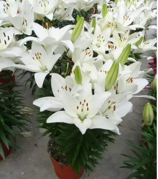 Lily Asiatic Tiny Crystal