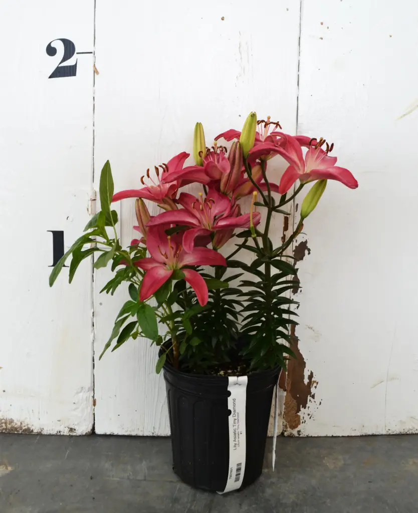 Lily Asiatic Tiny Diamond