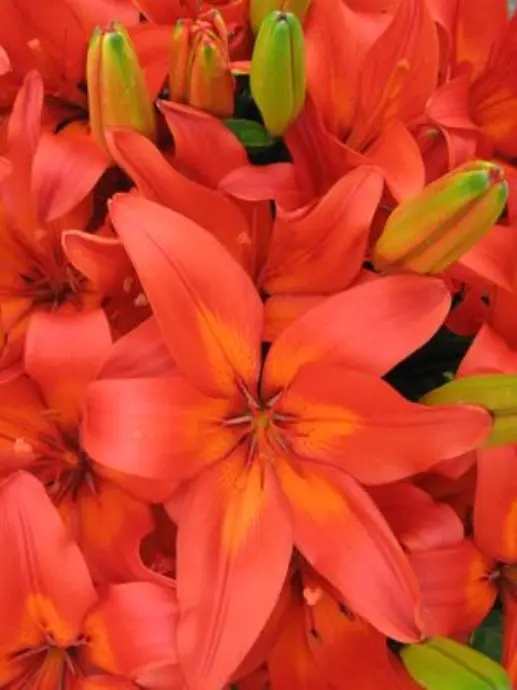 Lily Asiatic Matrix